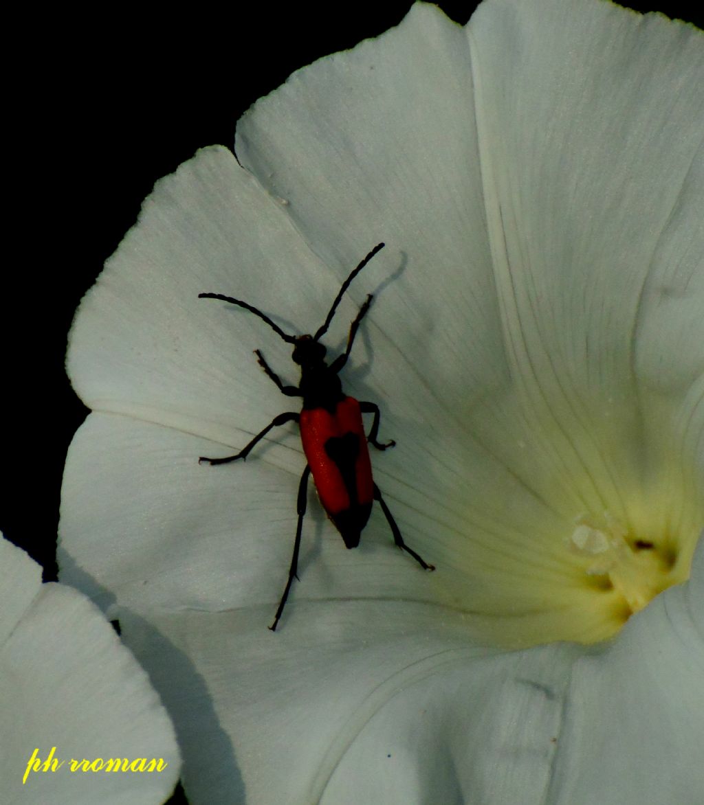 Cerambycidae: Corymbia cordigera?....ora Stictoleptura cordigera, femmina